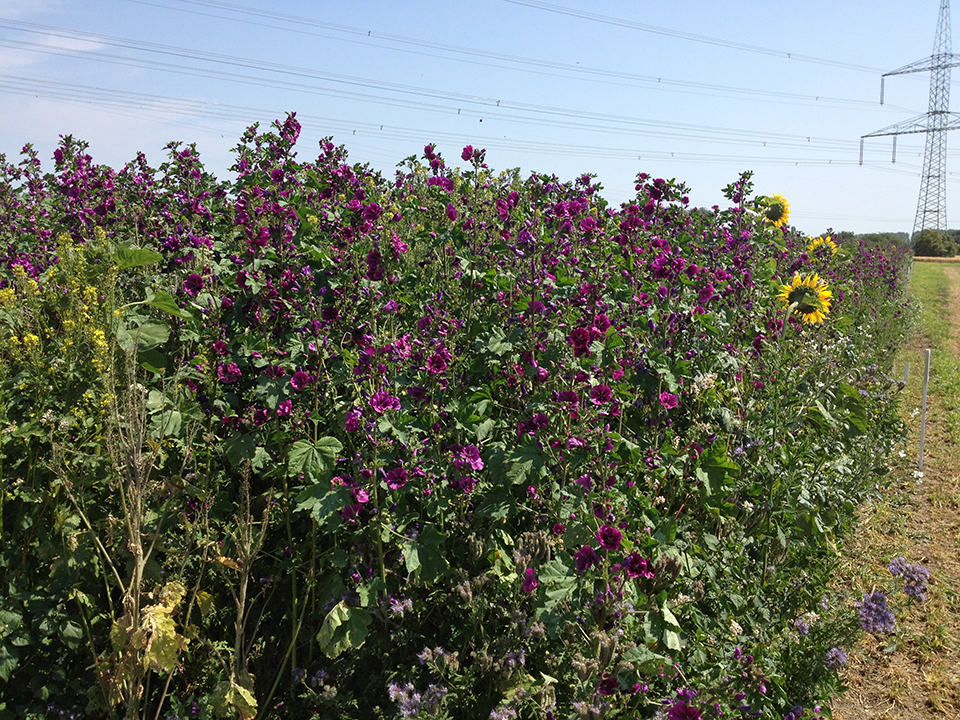 Neuregelung der Ökoregelung 1b ab dem Antragsjahr 2026