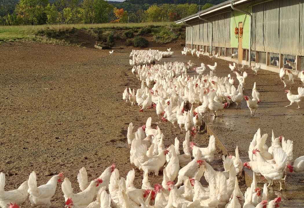 Fachausschuss Eier und Geflügel: Marktlage, Tierseuchen und politische Forderungen