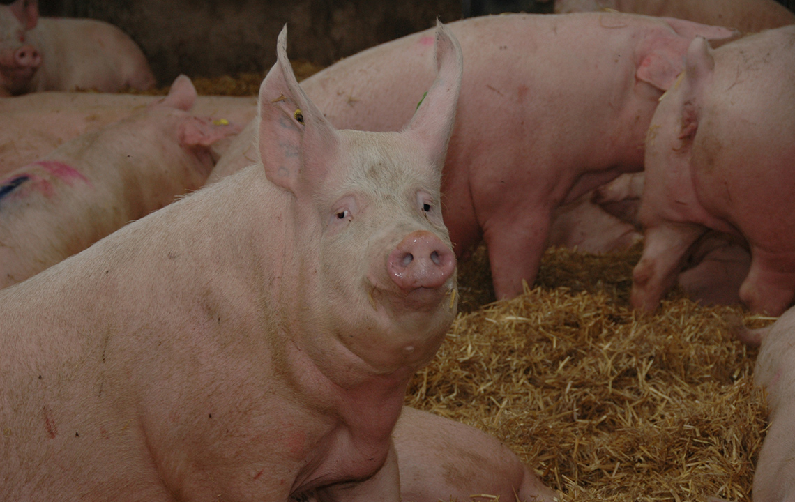 Thüringer Tierwohlförderung: Antragstellung ab 3. September 2026
