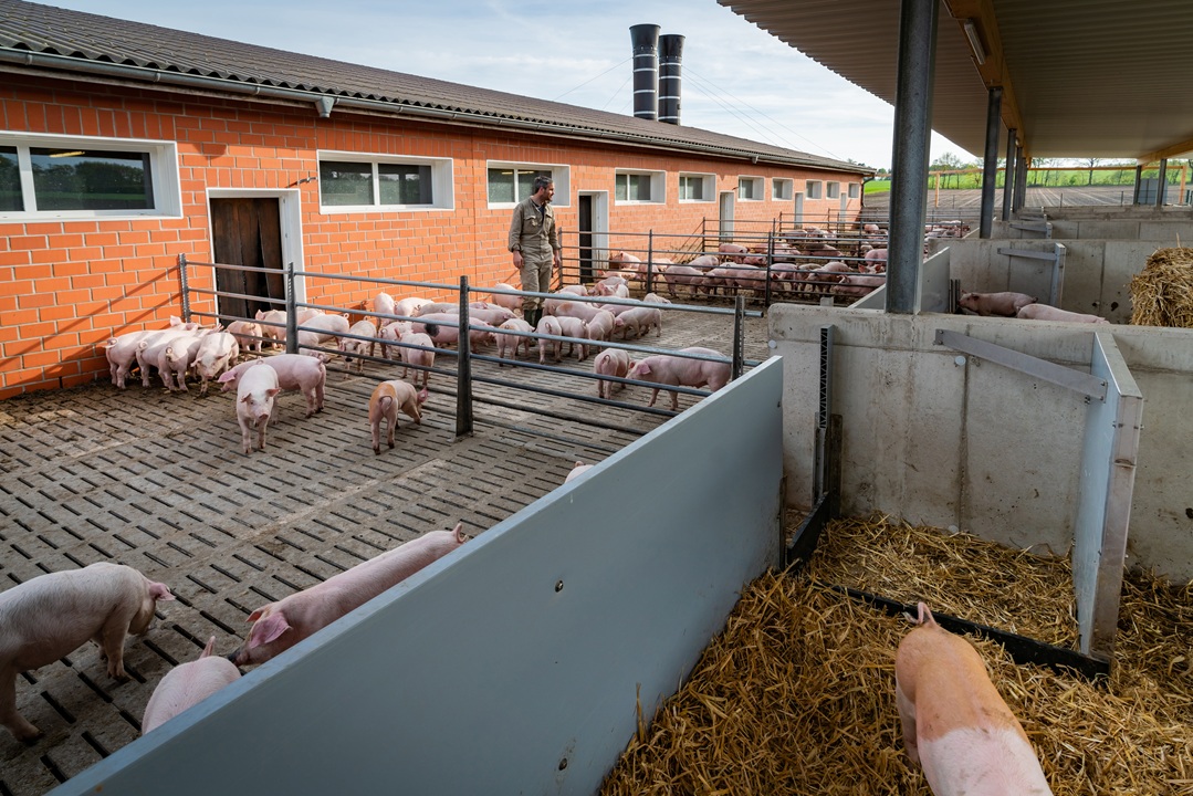 Jetzt an der Umfrage zur Tierwohlförderung teilnehmen!