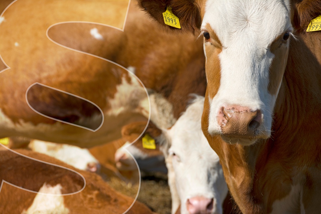 Verkündung wesentlicher Rechtsakte zur Anpassung des nationalen Tiergesundheitsrechts