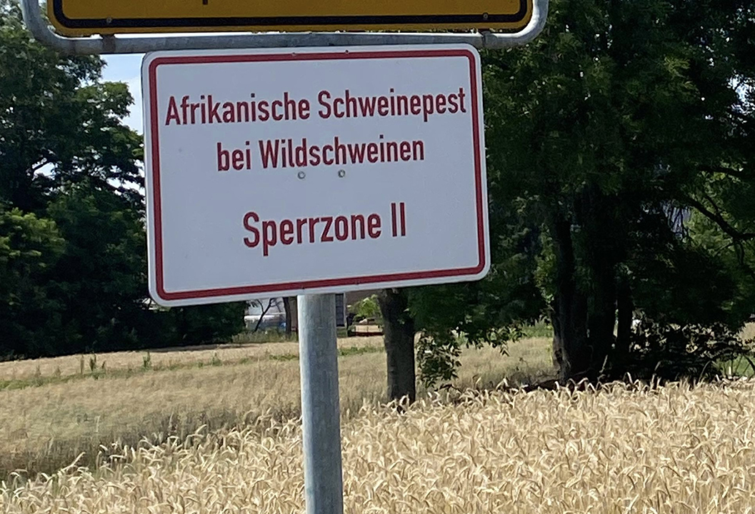 Afrikanische Schweinepest in Sachsen erneut ausgebrochen
