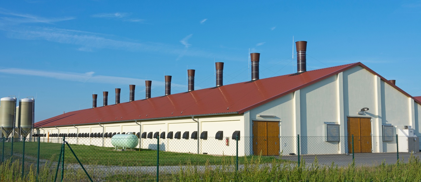 Wiederaufnahme der Förderung von besonders tiergerechten Schweineställen im AFP