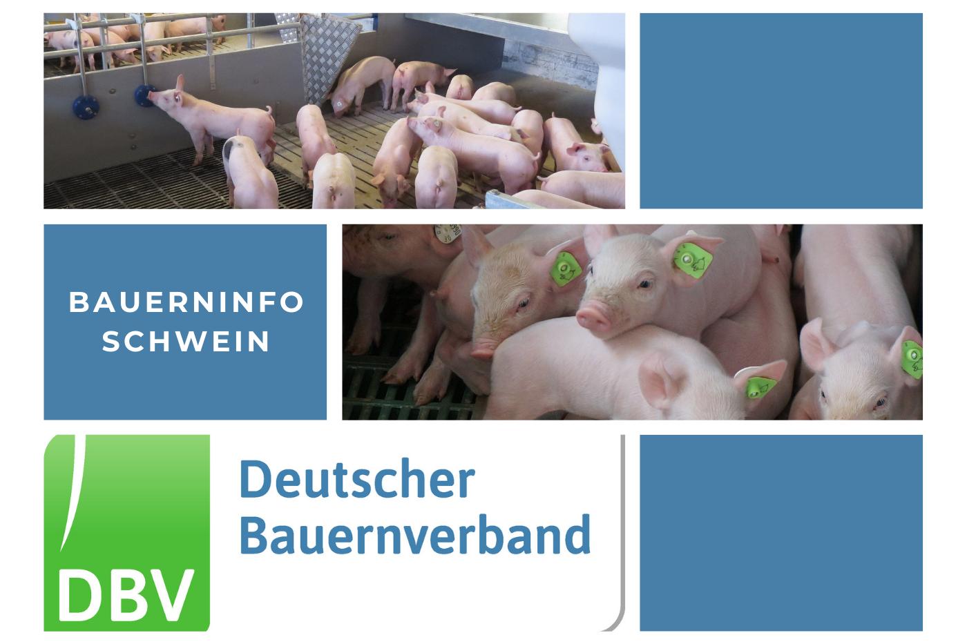Bauerninfo Schwein 08/2026