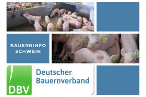 Bauerninfo Schwein 38/2021
