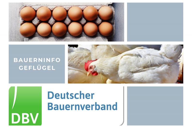 DBV Bauerninfo Geflügel 03/2025