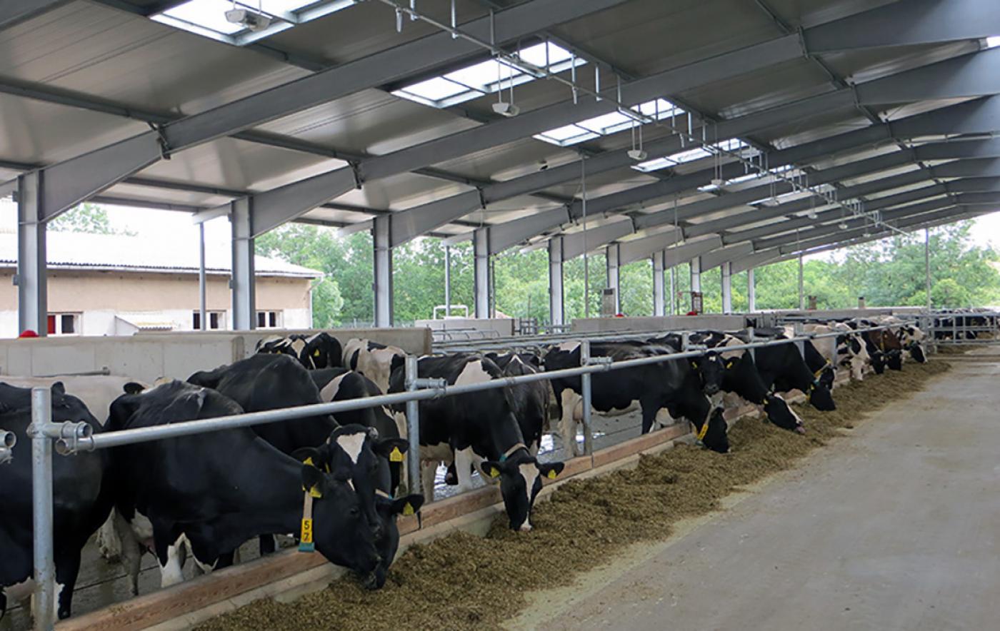 Teilnahme nachdrücklich erwünscht: Umfrage zum Tierwohl in der Milchviehhaltung