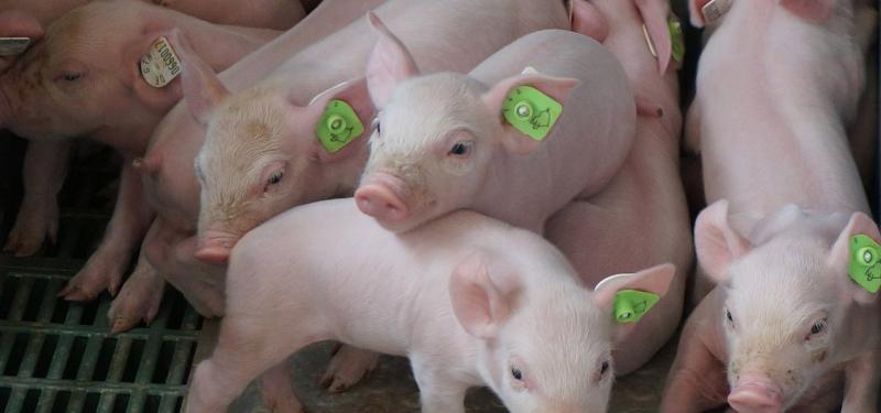Vorabinformation für Schweine-, Ziegen- und Schafhalter! HIT-Abgangsmeldung ab 1. August