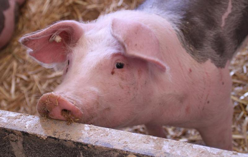 Ausbruch der Afrikanischen Schweinepest in Baden-Württemberg