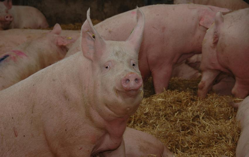 Einigung auf Beschlussempfehlung zur Zukunft der Schweinehaltung in Thüringen