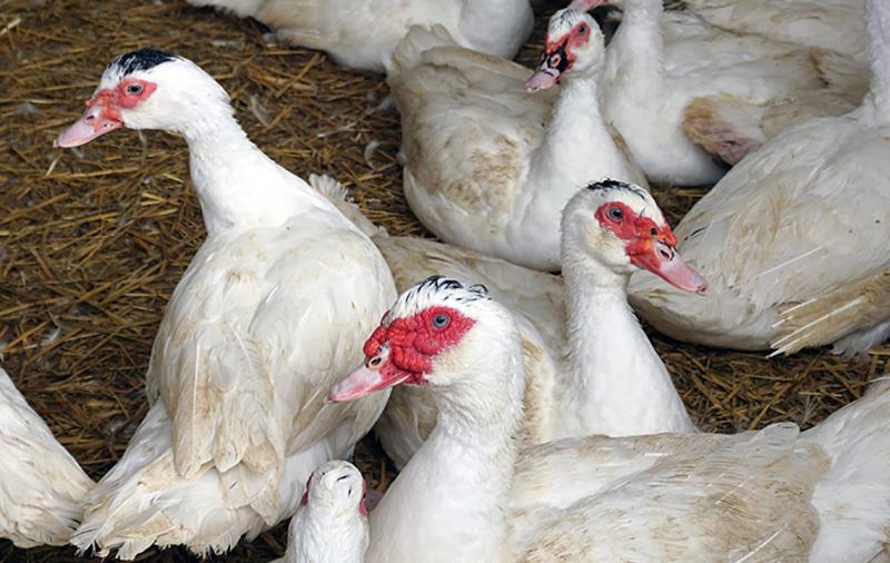 Erster Fall von Geflügelpest in diesem Winter in Thüringen