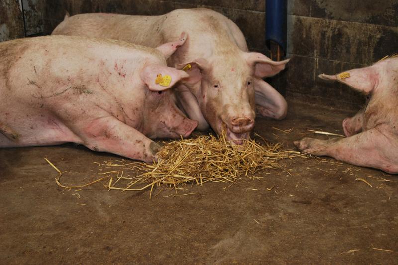 Afrikanische Schweinepest in deutschen Hausschweinebeständen festgestellt