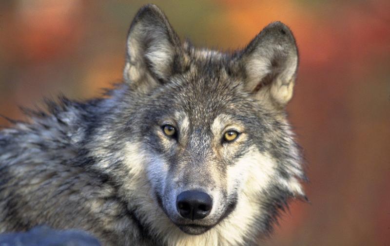 Schutzstatus des Wolfes soll gesenkt werden