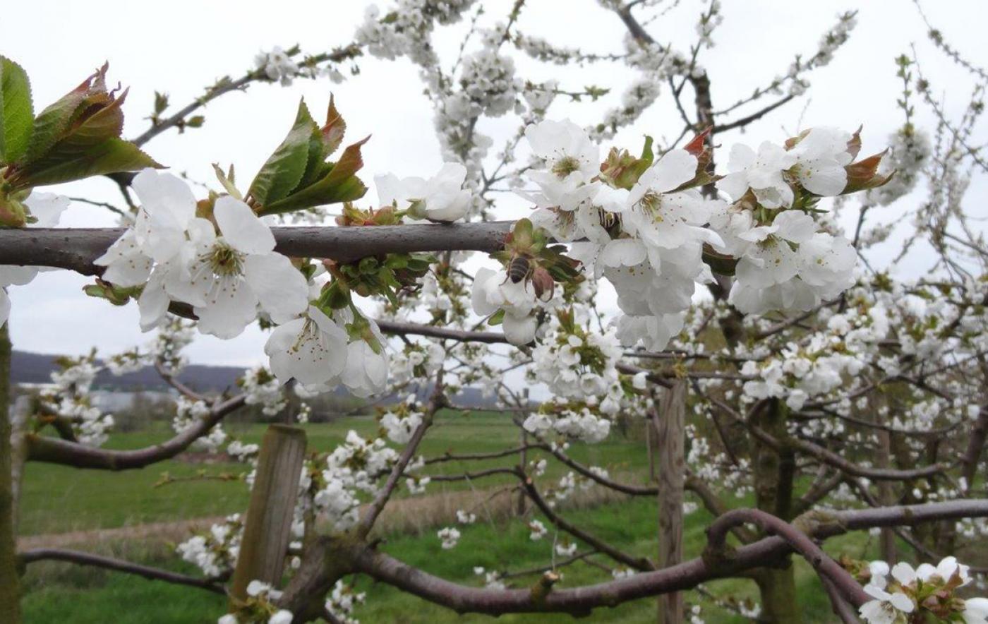 125 Jahre Blütenfest in Gierstädt im 29. und 30. April 2023