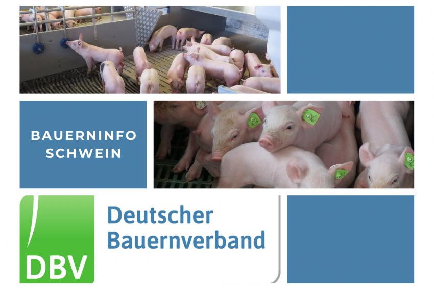 Bauerninfo Schwein 48/2024