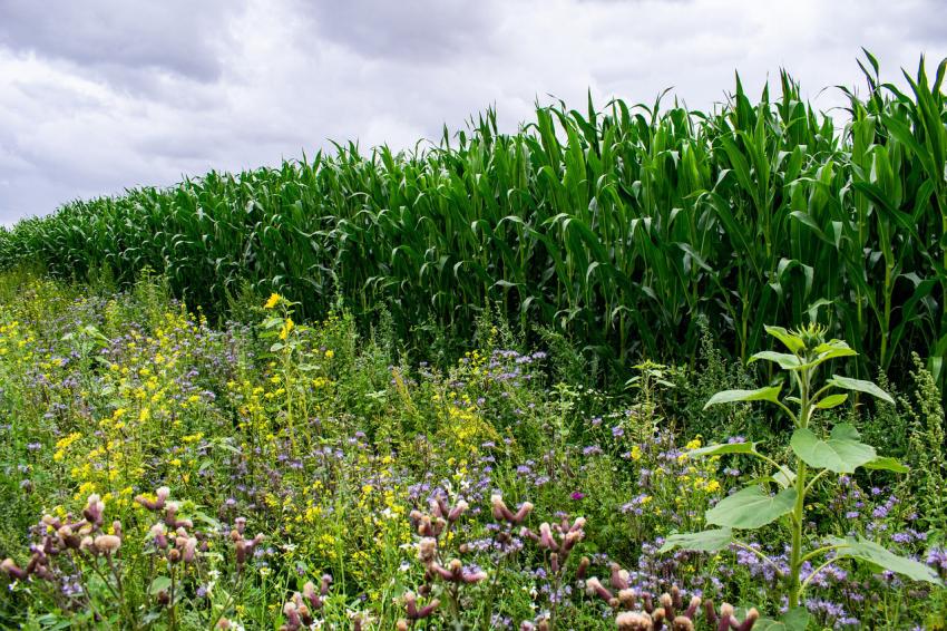 Landesbauernpräsidenten fordern Nachbesserungen bei den Eco Schemes