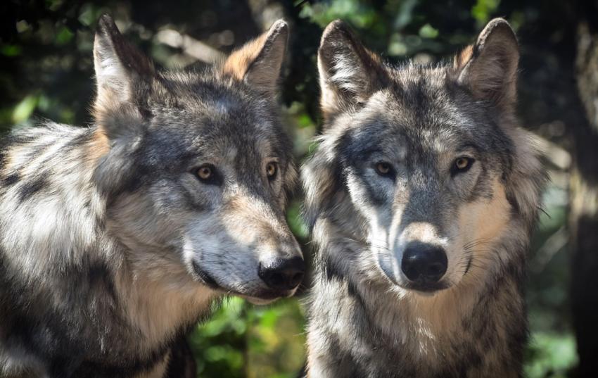 Erstes Treffen der AG Wolf/ Luchs in diesem Jahr