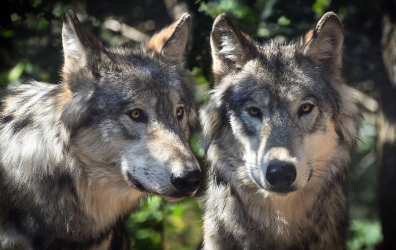 Erstes Treffen der AG Wolf/ Luchs in diesem Jahr