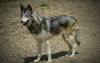 Thüringer Umweltministerium gibt Abschuss dreier Wolfs-Hybriden bekannt