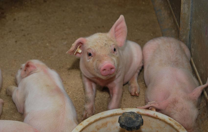 Mitgliederversammlung der Interessengemeinschaft Thüringer Schweinehalter
