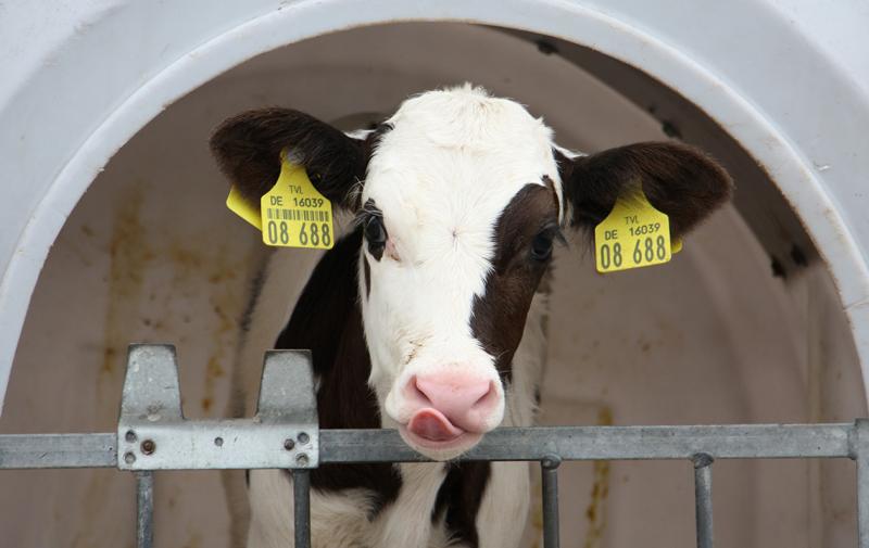 Bovine Virus Diarrhoe: Erhalt des Freiheitsstatus erfordert mehr Eigenverantwortung