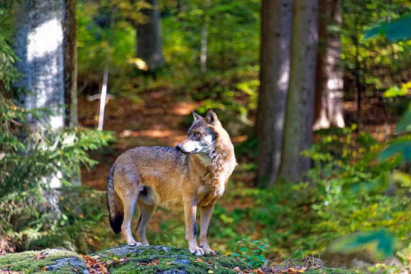 Jagdhund mutmaßlich durch Wolf getötet