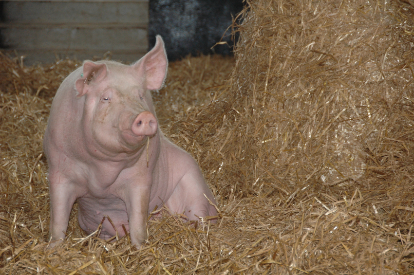 Landtagsanhörung zur Situation schweinehaltender Betriebe