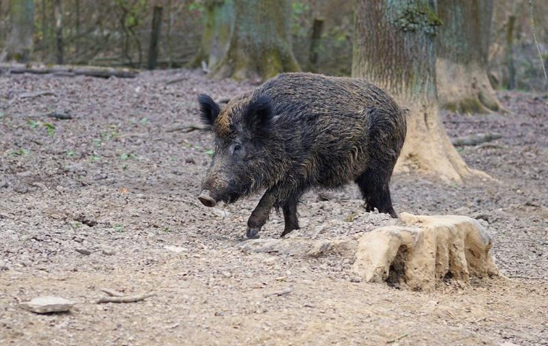 Afrikanische Schweinepest macht großen Sprung in Richtung Westen