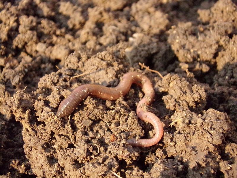 Fachtagung „Böden als Grundlage einer nachhaltigen Landwirtschaft“