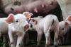 Umsetzung des „Aktionsplans zur Einhaltung der Rechtsvorschriften in Bezug auf das Schwänzekupieren beim Schwein“