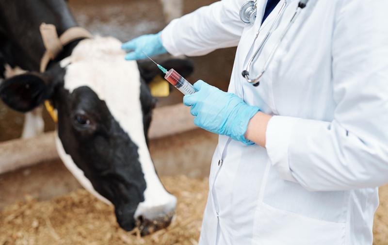 Medieninformation: Gemeinschaftstagung von Tierärzten und Landwirten