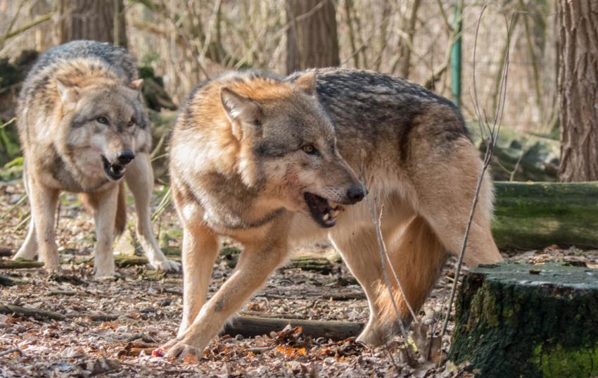 Bayern erleichtert den Abschuss des Wolfes