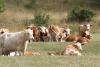 Abbau der Rinderbestände in Thüringen setzt sich fort