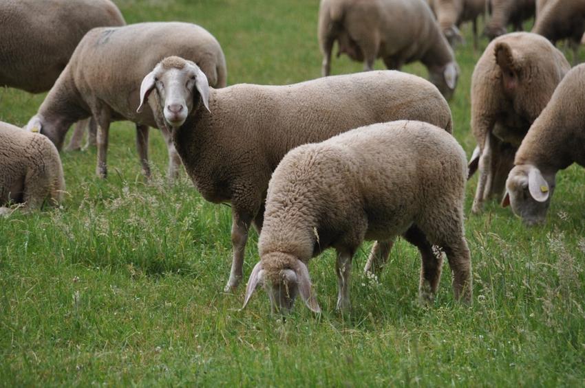 18. Gemeinsame Tagung zur Schaf- und Ziegengesundheit