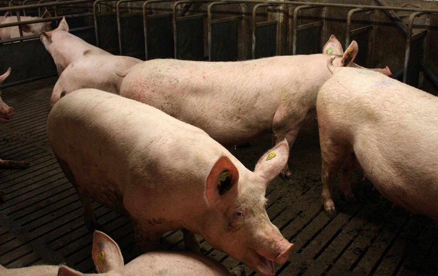 Fachausschuss Schweinefleisch des Deutschen Bauernverbandes diskutiert dramatische Lage der Branche