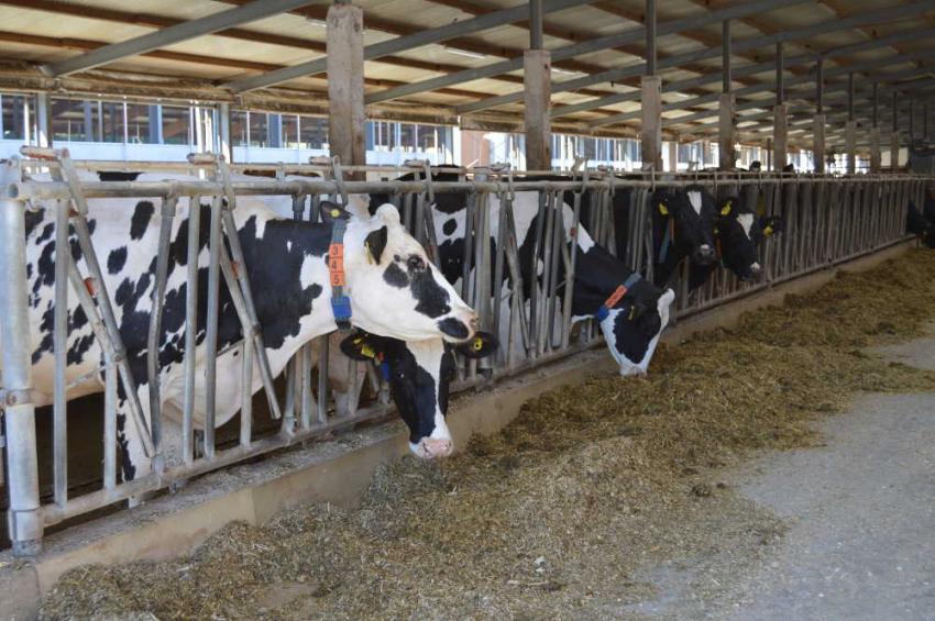 Kompetenznetzwerk Nutztierhaltung: Kriterien zur Milchviehhaltung finalisiert