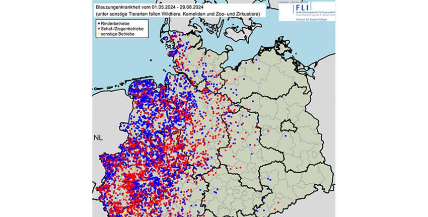 Update zur Blauzungenkrankheit