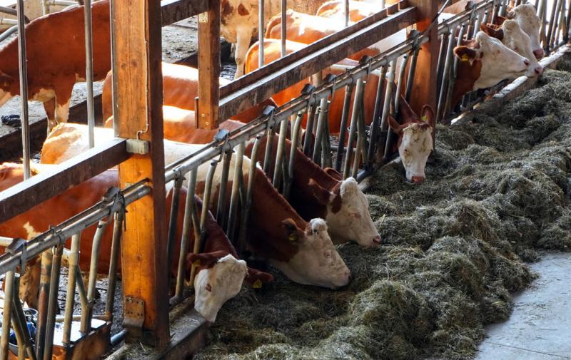 AG Baurecht des Deutschen Bauernverbandes diskutiert Stellungnahme zum Gesetzentwurf „Tierwohlumstallbau“