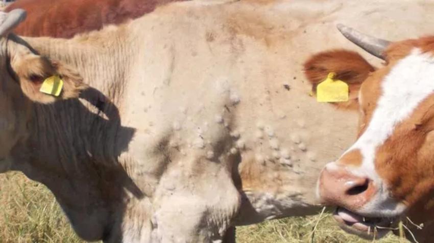 Tierseuche auf dem Vormarsch: TBV informiert zur Lumpy Skin Disease