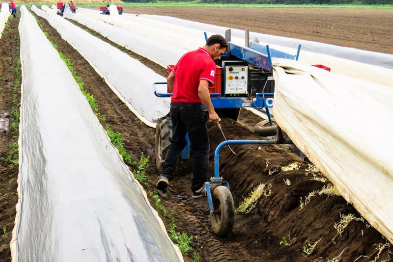 Saisonarbeitskräfte in der Landwirtschaft