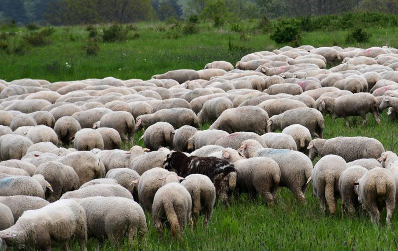 Erster Fall von Blauzungenkrankheit in Deutschland