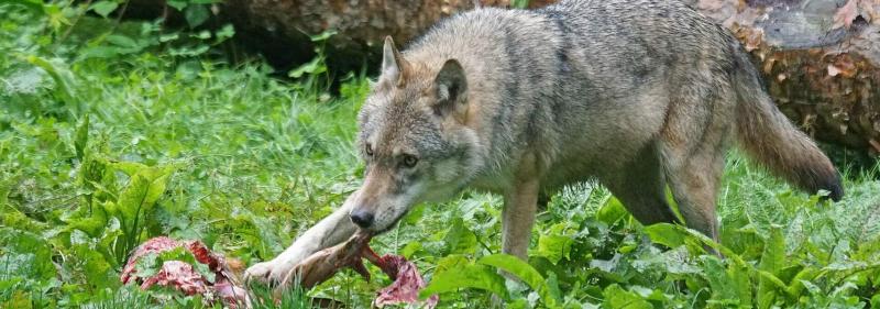 Neuer Höchstwert: Über 4.000 Schäden bei Nutztieren durch den Wolf
