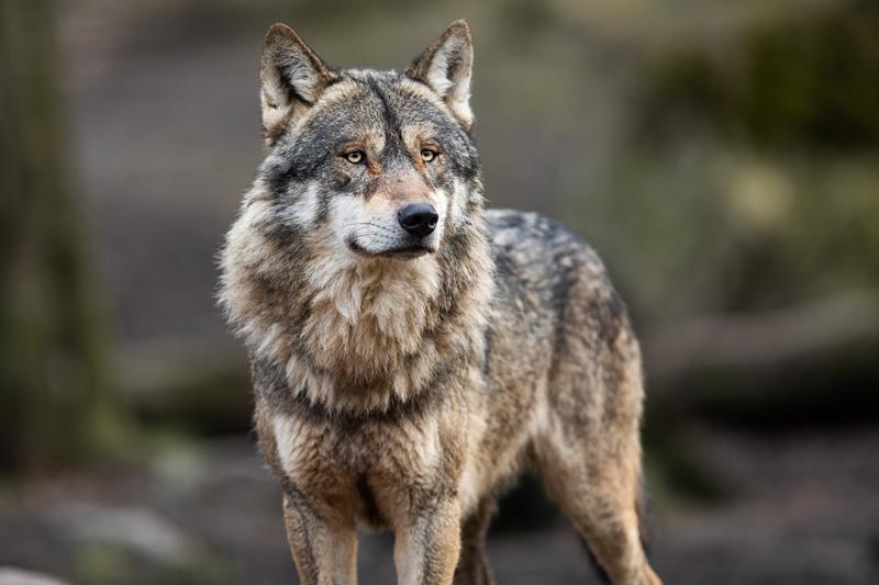Arbeitsgruppe Wolf in Thüringen