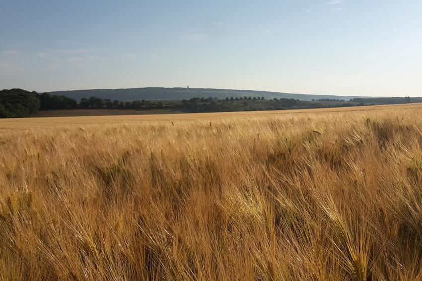 Altenburger Bauernschaft mit Sorge über Krankheitsbefall im Getreide