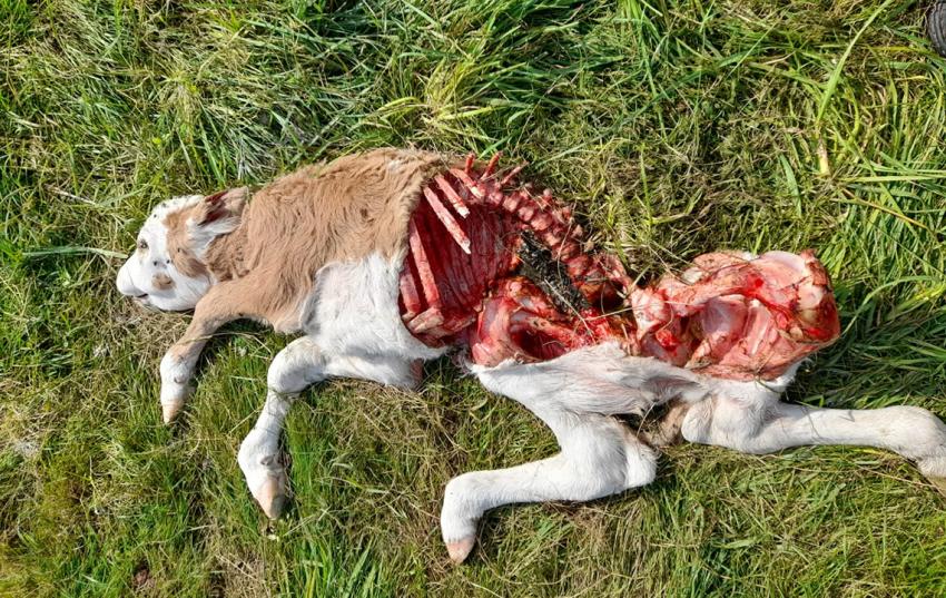 Wieder ein Wolfsriss im Wartburgkreis?