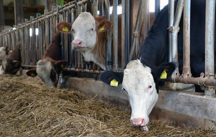 Tierwohl in der Milchviehhaltung: QM-Milch stellt Zusatzmodul vor