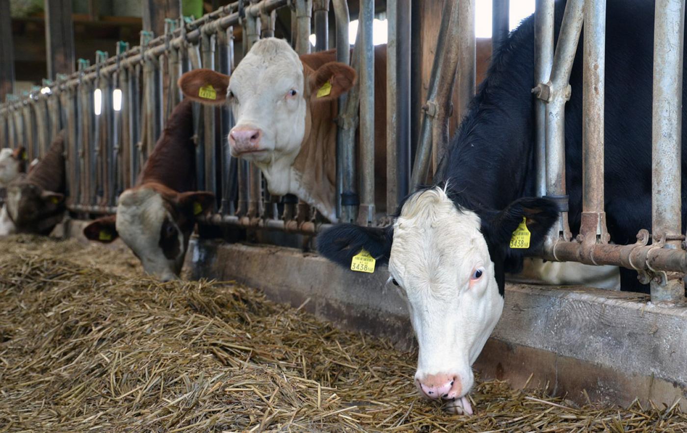 Tierwohl In Der Milchviehhaltung: QM-Milch Stellt Zusatzmodul Vor