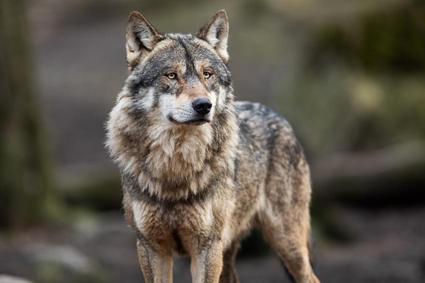 Mehrheit für Herabstufung des Schutzstatus des Wolfes