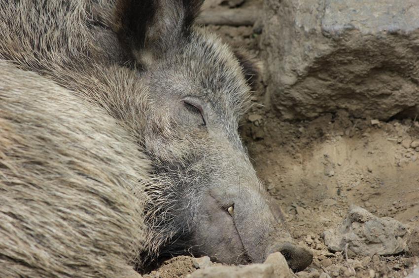 Afrikanische Schweinepest in norddeutschem Hausschweinebestand festgestellt