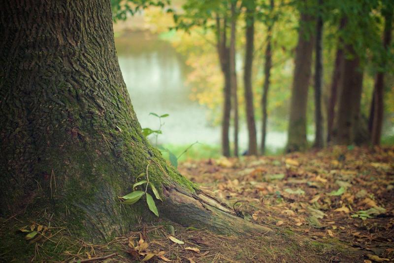Nachhaltigkeitsprämie Wald bis 30. Oktober beantragen